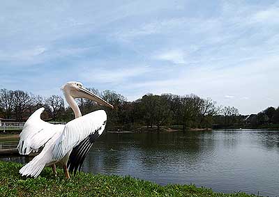 Aachener Zoo Aachener-Zoo-Pelikan-008